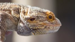 Desktop image. Animals. ID:96369