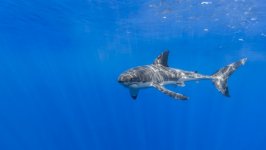 Desktop image. Animals. ID:96370