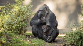 Desktop image. Animals. ID:96411