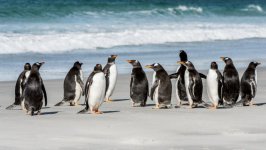 Desktop image. Animals. ID:96439