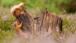 Desktop image. Animals. ID:96451