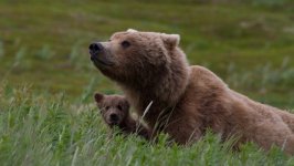 Desktop image. Animals. ID:96548