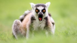 Desktop image. Animals. ID:96704