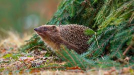 Desktop image. Animals. ID:97326