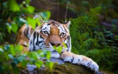 Desktop image. Animals. ID:97461