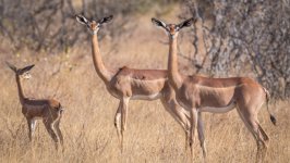 Desktop image. Animals. ID:97962