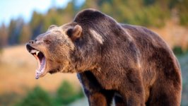 Desktop image. Animals. ID:98014