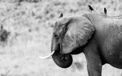 Desktop image. Animals. ID:98248