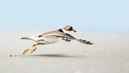 Desktop image. Animals. ID:98374