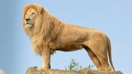 Desktop image. Animals. ID:98551