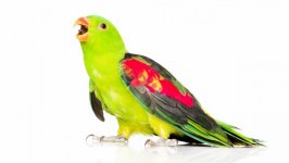 Desktop image. Animals. ID:98608