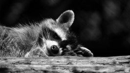 Desktop image. Animals. ID:99166