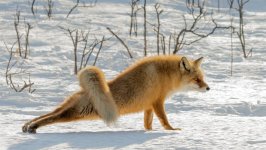 Desktop image. Animals. ID:99760