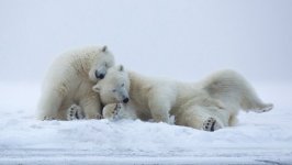Desktop image. Animals. ID:99787