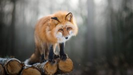 Desktop image. Animals. ID:99975