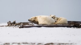 Desktop image. Animals. ID:99996