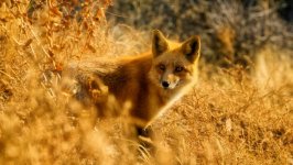 Desktop image. Animals. ID:103907