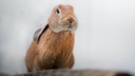 Desktop image. Animals. ID:104204