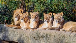 Desktop image. Animals. ID:135533