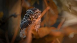 Desktop image. Animals. ID:108324