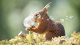 Desktop image. Animals. ID:108325