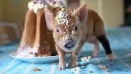 Desktop image. Animals. ID:108504