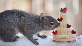 Desktop image. Animals. ID:108549