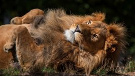 Desktop image. Animals. ID:108707