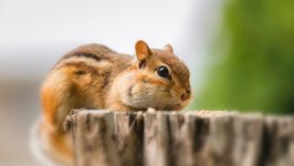 Desktop image. Animals. ID:108772