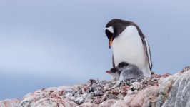 Desktop image. Animals. ID:108805