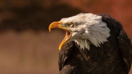 Desktop image. Animals. ID:109394
