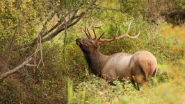 Desktop image. Animals. ID:135180