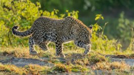 Desktop image. Animals. ID:110277