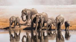 Desktop image. Animals. ID:110339