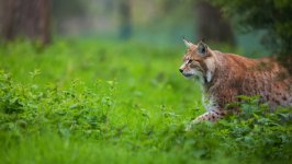 Desktop image. Animals. ID:110701