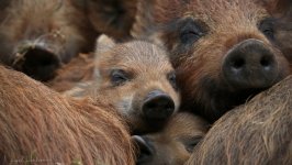 Desktop image. Animals. ID:111440