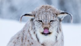 Desktop image. Animals. ID:111446