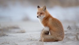 Desktop image. Animals. ID:112112