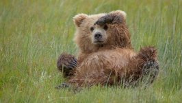 Desktop image. Animals. ID:112316