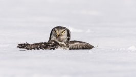 Desktop image. Animals. ID:112329