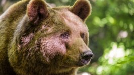 Desktop image. Animals. ID:112374