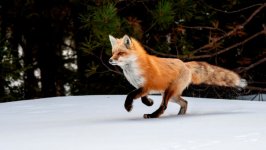 Desktop image. Animals. ID:112426