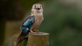 Desktop image. Animals. ID:112831
