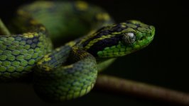 Desktop image. Animals. ID:113303