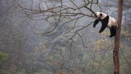 Desktop image. Animals. ID:113381