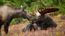 Desktop image. Animals. ID:113597