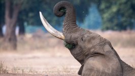 Desktop image. Animals. ID:113860