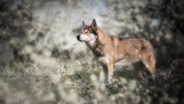 Desktop image. Animals. ID:114465