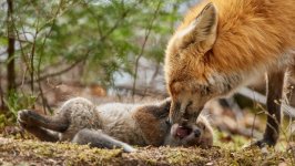 Desktop image. Animals. ID:114802