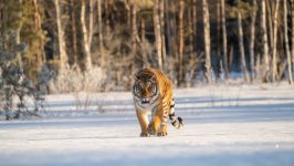Desktop image. Animals. ID:115021